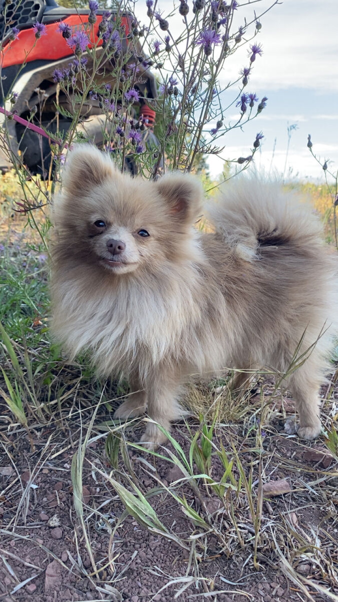 Pomeranian