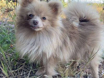 Pomeranian