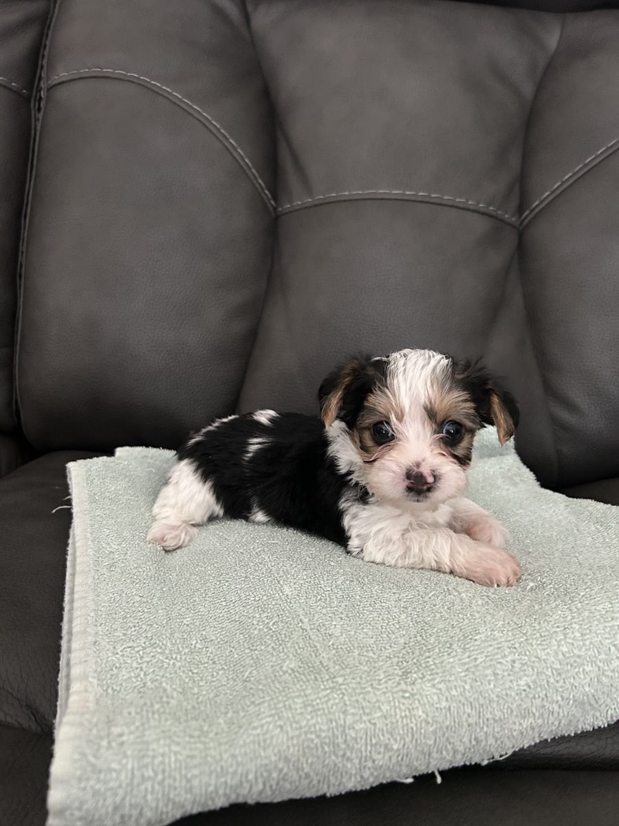 Teacup teeny tiny Yorkie puppies