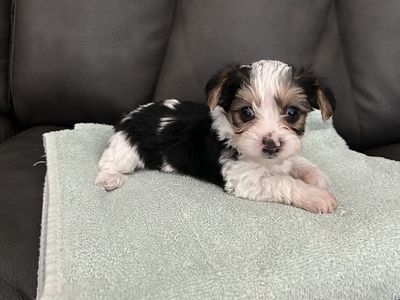 Teacup teeny tiny Yorkie puppies
