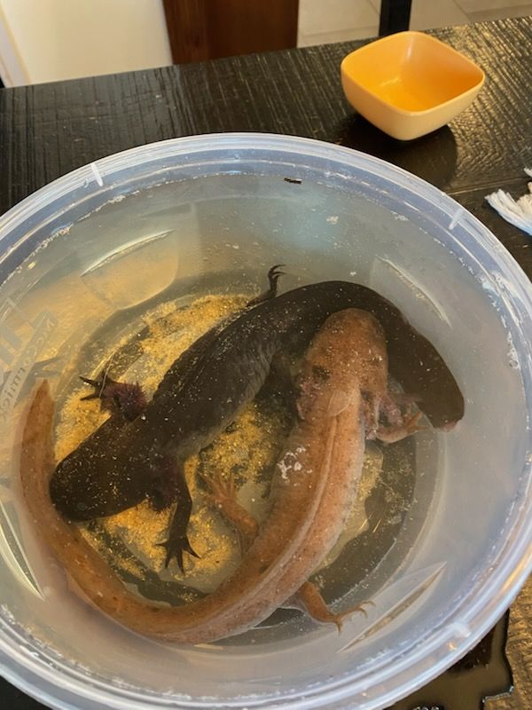 2 Axolotls with Large Tank & Filter - Black & Tan, Full Aquatic Setup