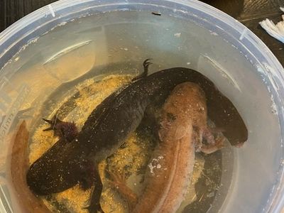 2 Axolotls with Large Tank & Filter - Black & Tan, Full Aquatic Setup