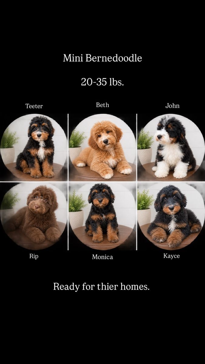 Mini Bernedoodle 20-35 lbs. Trained & ready now