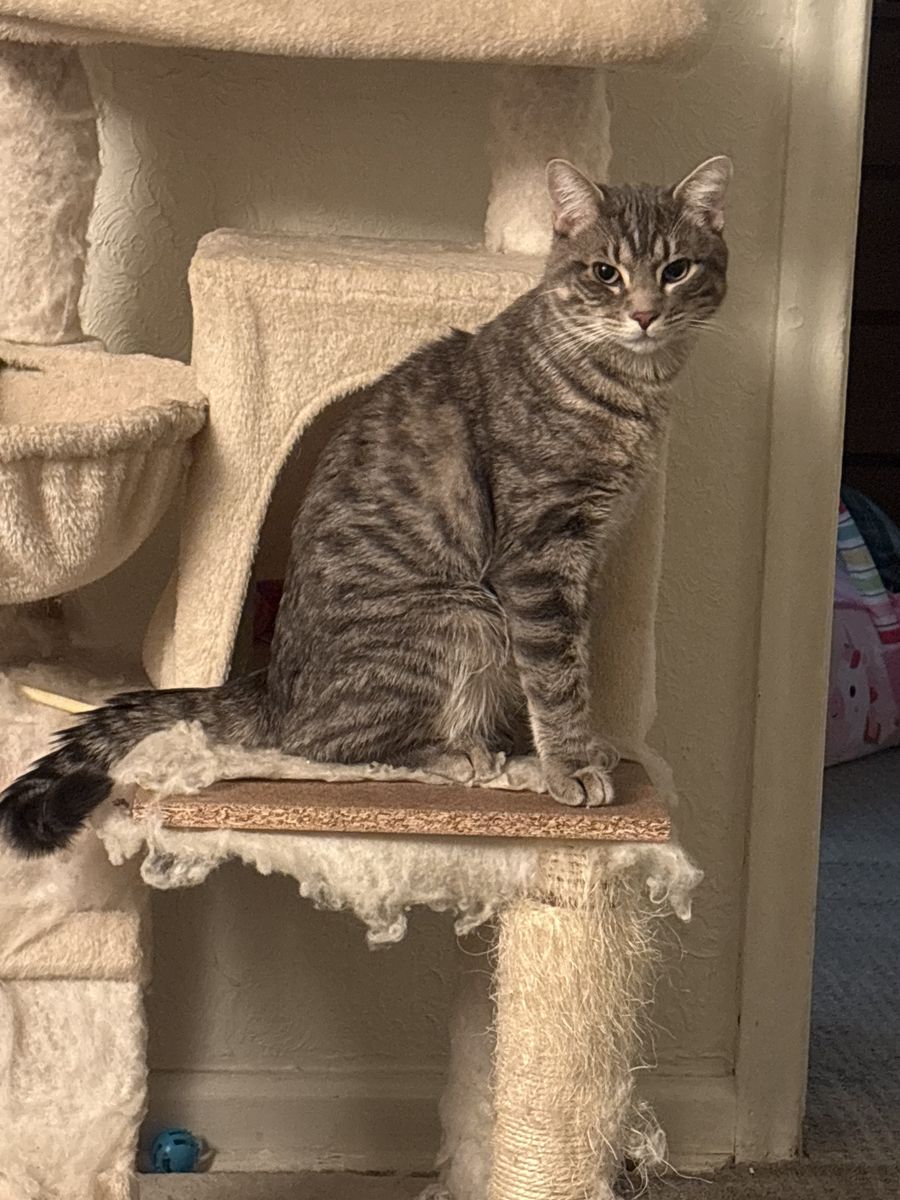 Cat Looking For A Home