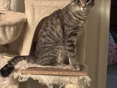 Cat Looking For A Home