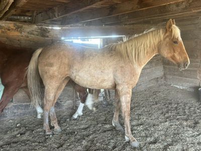 2 Year Old Palamino Filly