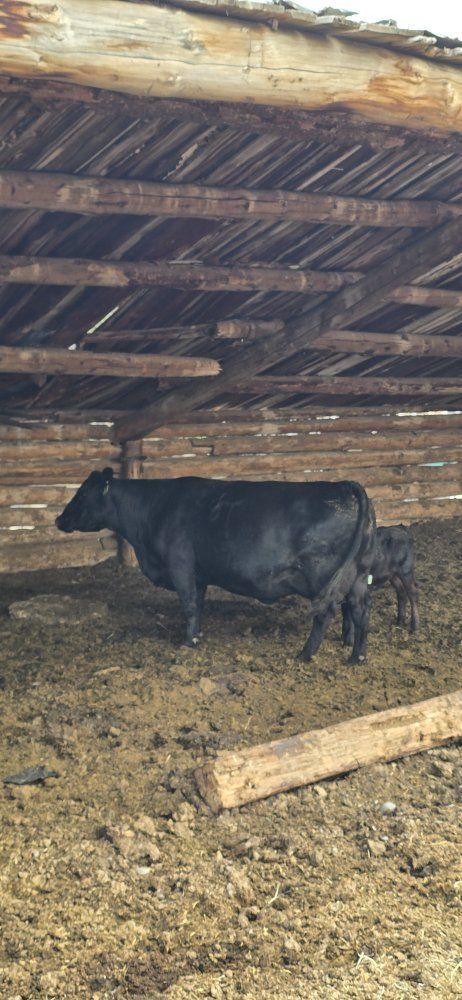 Black Angus pairs