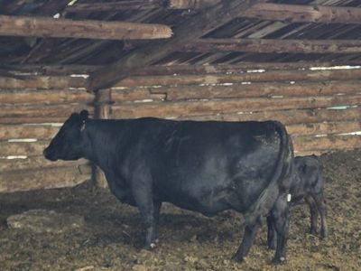 Black Angus pairs