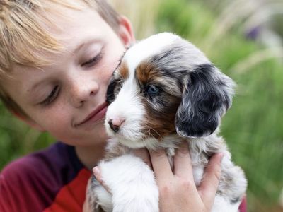 Mini Bernedoodles (AMD) Blue eyes