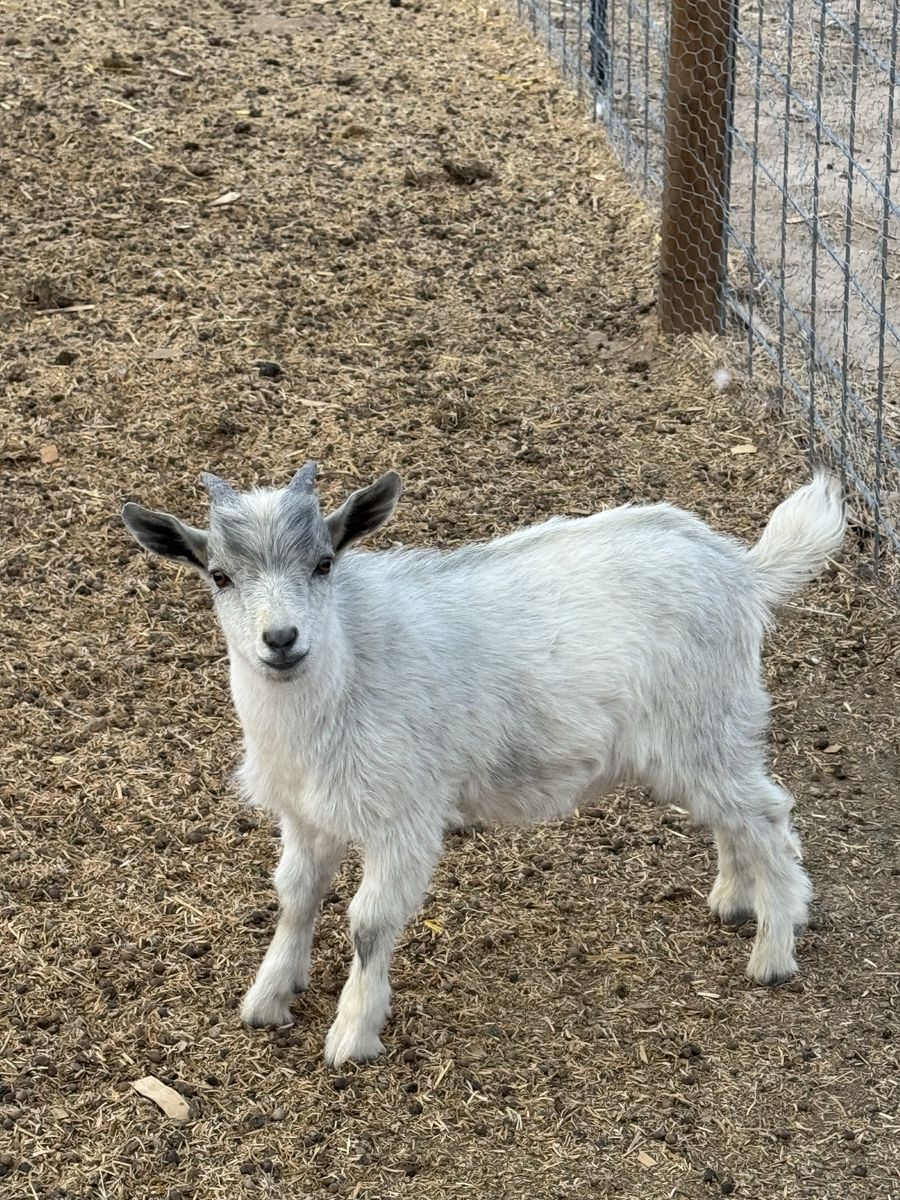 Nigerian Dwarf Bucklings