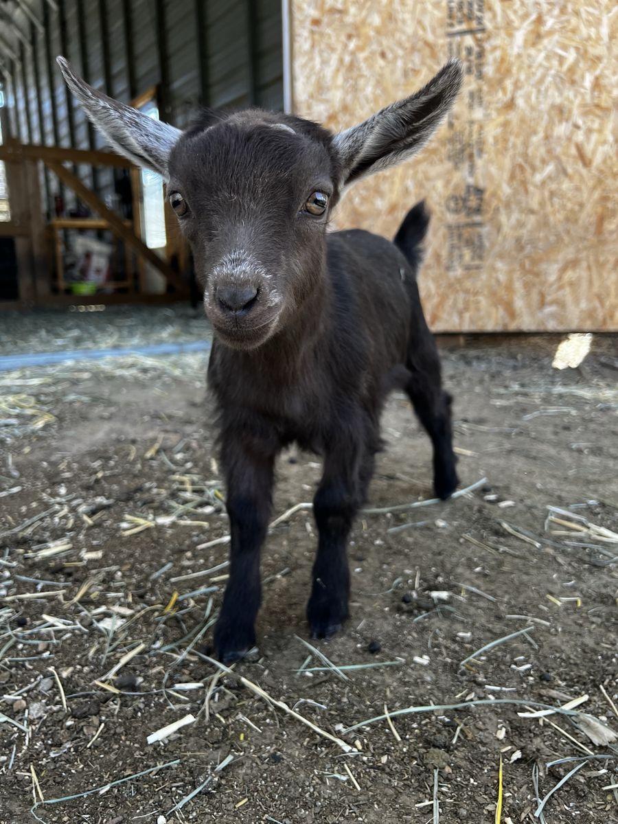 Nigerian Dwarf Wether