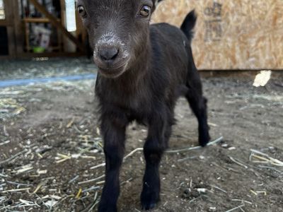 Nigerian Dwarf Wether