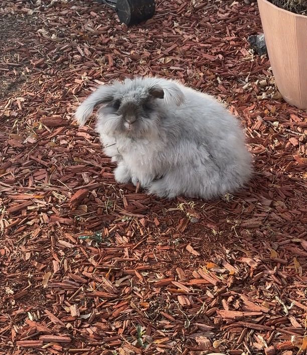 fluffy bunny
