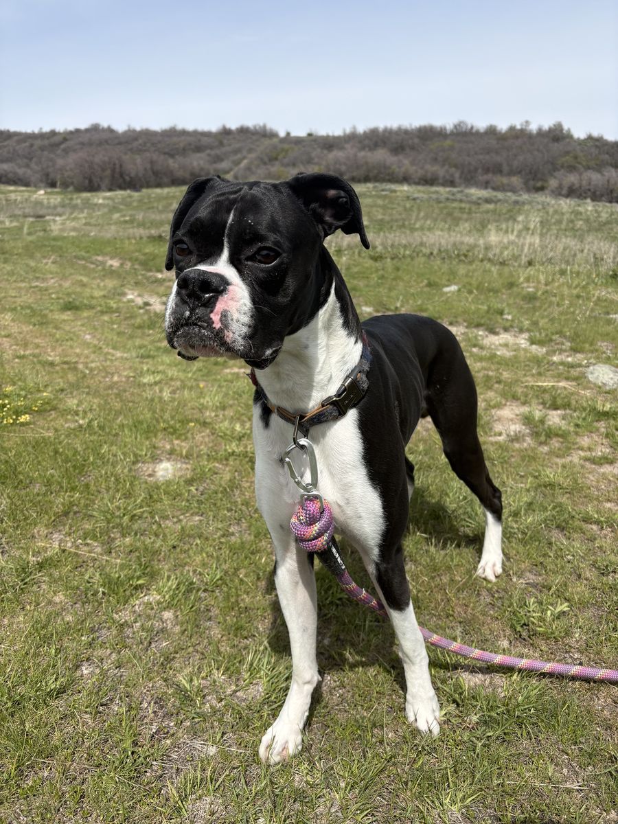 Archie, 2 year old Boxer