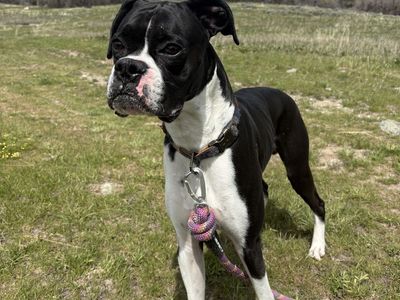 Archie, 2 year old Boxer
