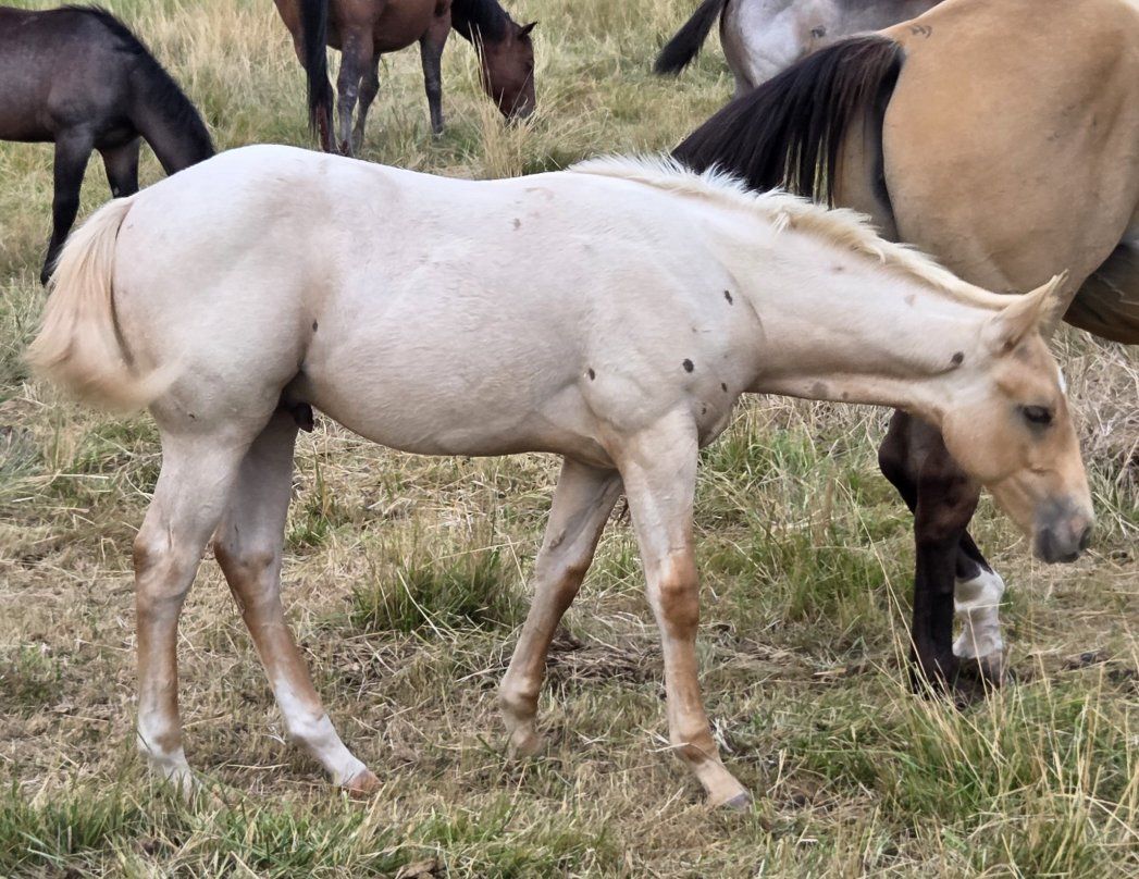 AQHA Palamino Roan Stud Colt