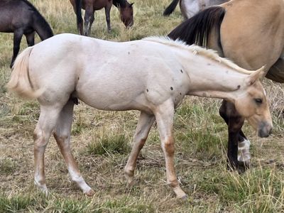 AQHA Palamino Roan Stud Colt