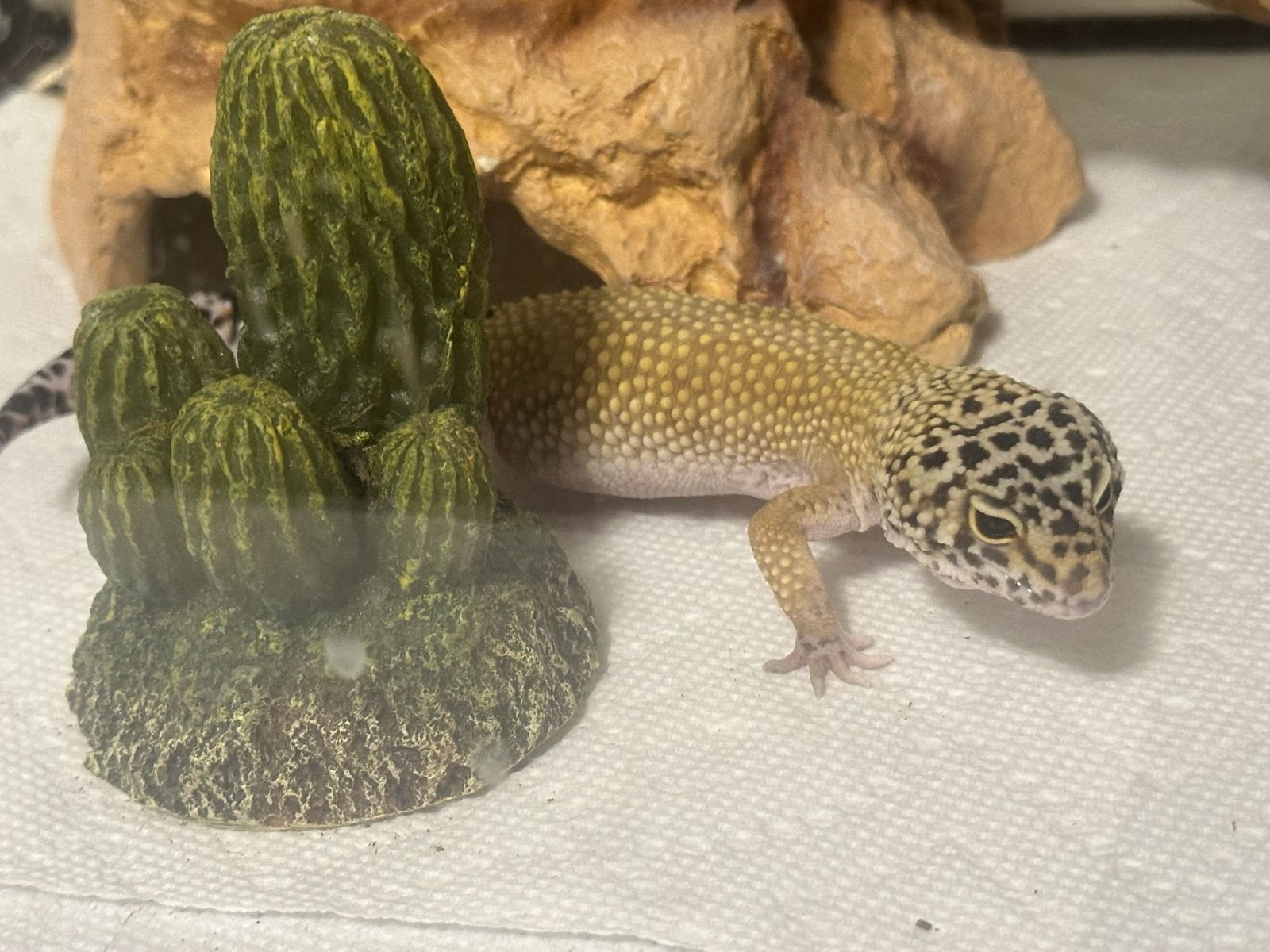 Leopard Gecko with Enclosure and Accessories