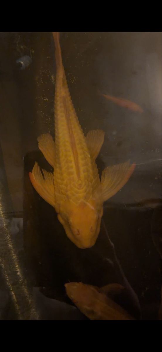 Albino pleco 17 inch