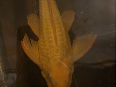 Albino pleco 17 inch