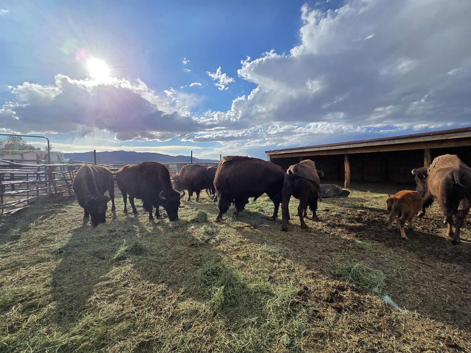 Buffalo
