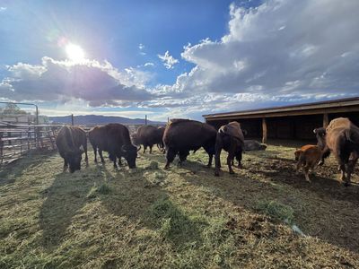 Buffalo
