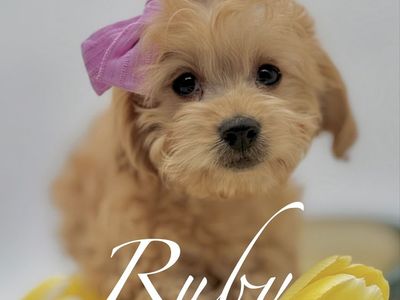 馃Ц 岽光伇岫準翅祾-岽光伇鈦库伇 Goldendoodle golden doodle