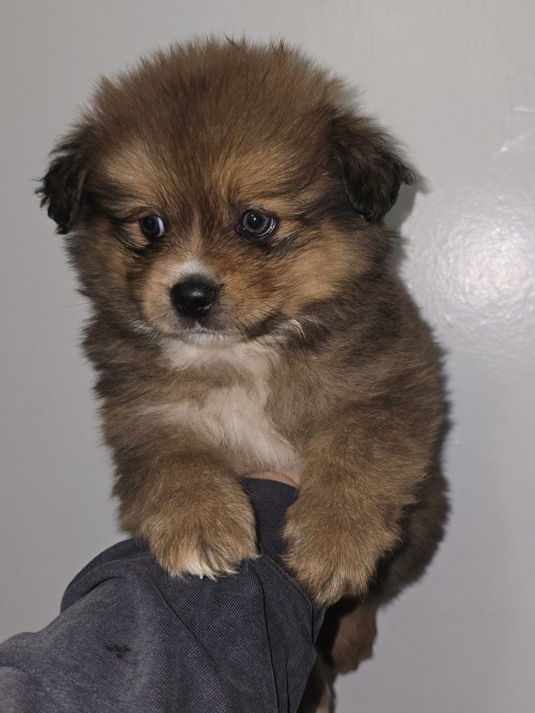 pomeranian  cocker spaniel cavalier boy
