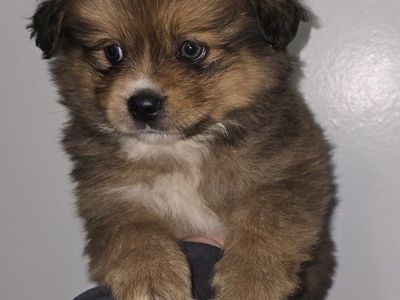 pomeranian cocker spaniel cavalier boy