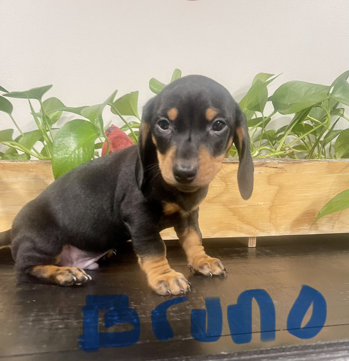 Dachshund Puppies