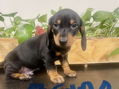 Dachshund Puppies