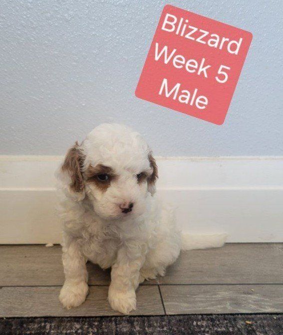 GORGEOUS MICRO / MINI GOLDENDOODLE PUPPIES