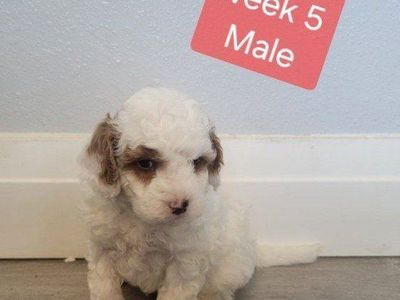 GORGEOUS MICRO / MINI GOLDENDOODLE PUPPIES