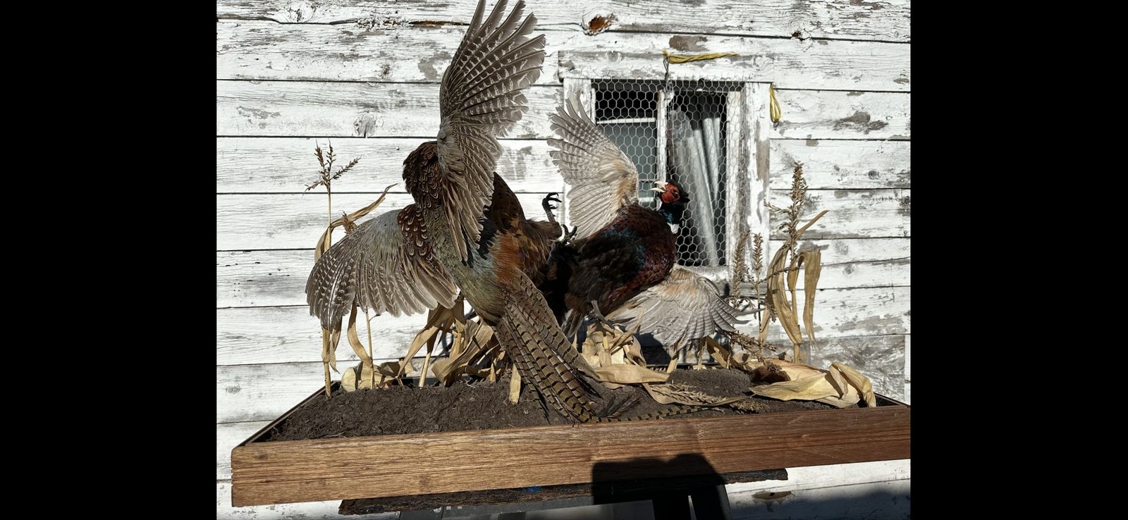 Fighting pheasants in corn field!!!