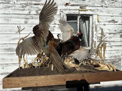 Fighting pheasants in corn field!!!