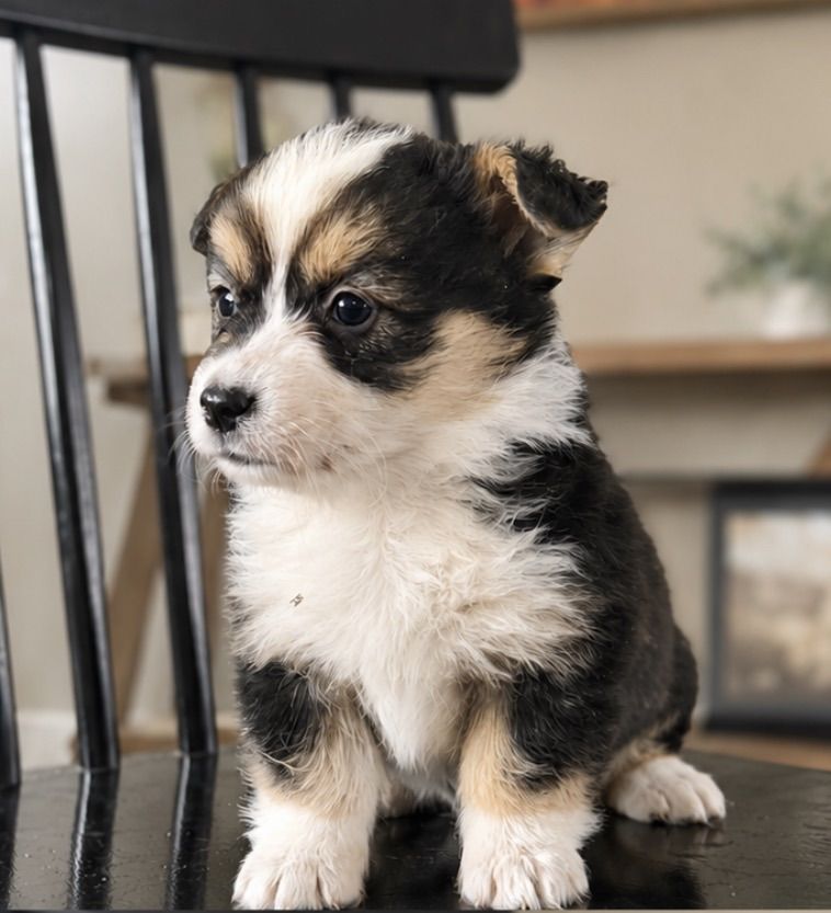 AKC Pembroke Welsh Corgi Fluffy Puppy TRIPLE CLEAR