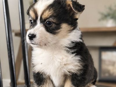 AKC Pembroke Welsh Corgi Fluffy Puppy TRIPLE CLEAR