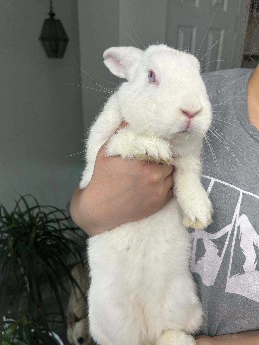 Rehoming Rabbit