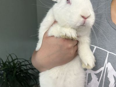 Rehoming Rabbit