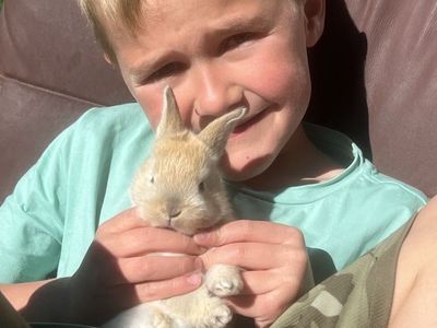 Adorable Rex/Lop Baby Bunnies!