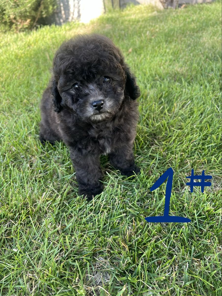 Toy poodle puppies