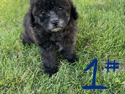 Toy poodle puppies