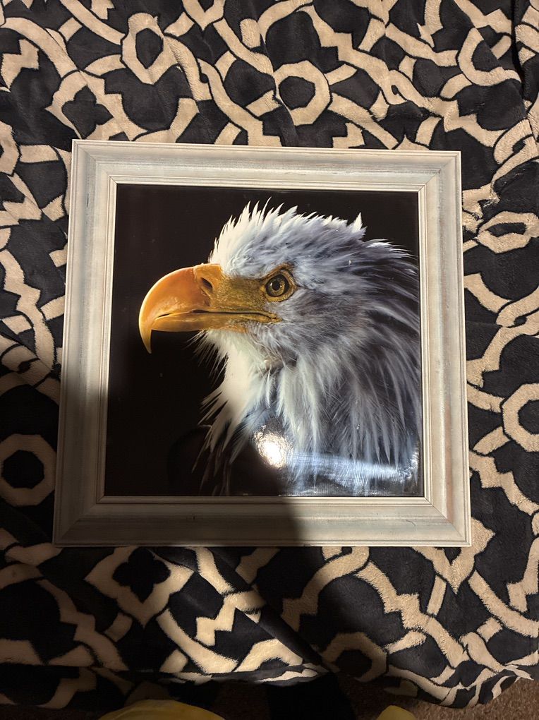 Bald Eagle Photo