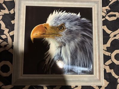 Bald Eagle Photo