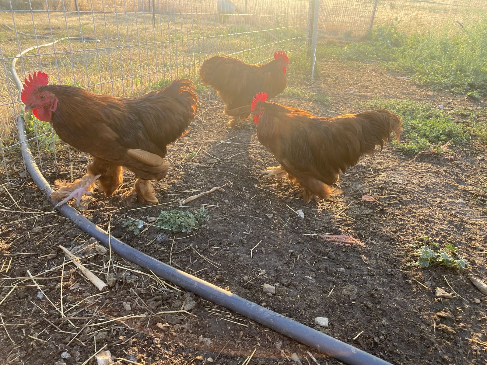 Banty Roosters