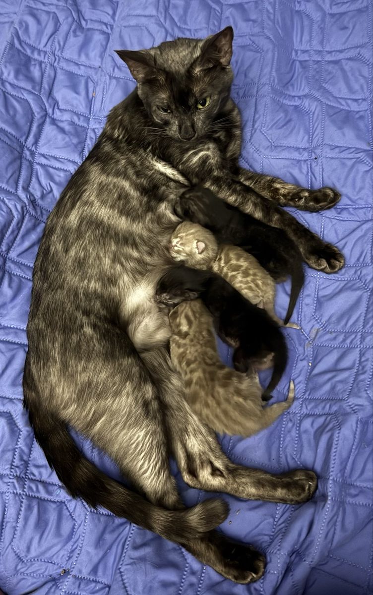 TICA Bengal kittens