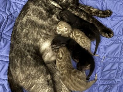TICA Bengal kittens
