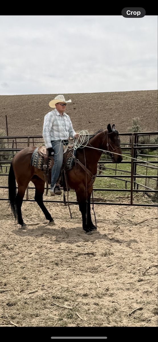 Barrel/Rope Horse Prospect