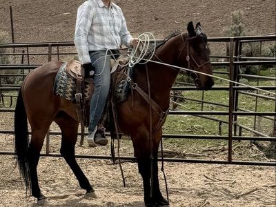 Barrel/Rope Horse Prospect