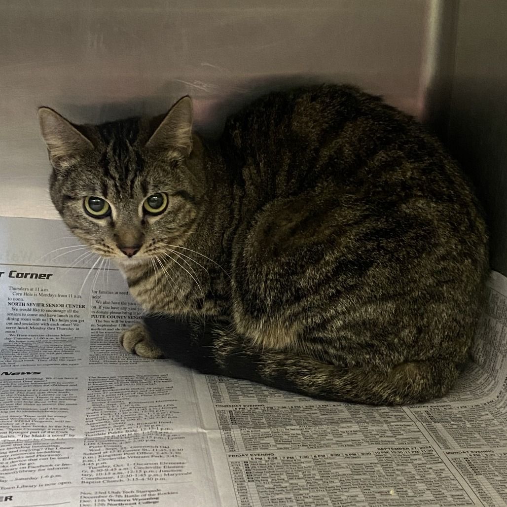 Hello my name is Triscuit